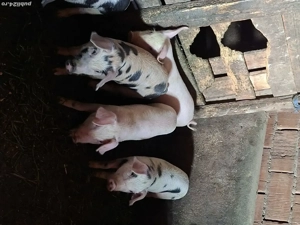 Purcei de  vanzare - imagine 3