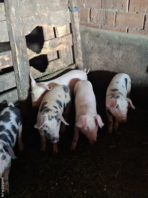 Purcei de  vanzare - imagine 4