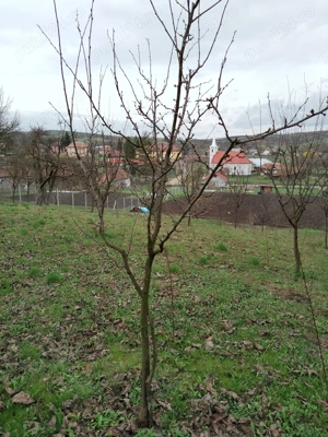 Vând teren construibil, grădină, agricol, livada, central, totul intabulat 3.000mp - imagine 2