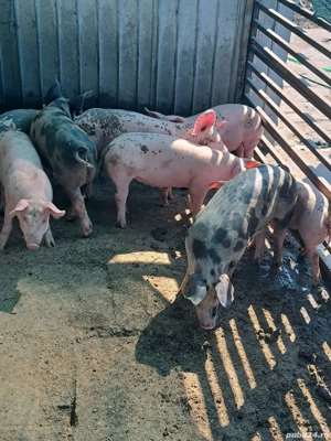 vând purcei  - imagine 5