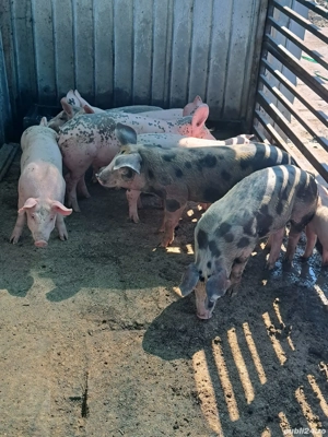 vând purcei  - imagine 5 vând purcei  - imagine 5