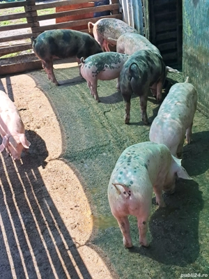 vând purcei  - imagine 4 vând purcei  - imagine 4