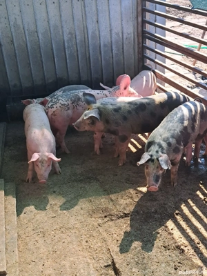 vând purcei  - imagine 3