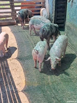 vând purcei  - imagine 4