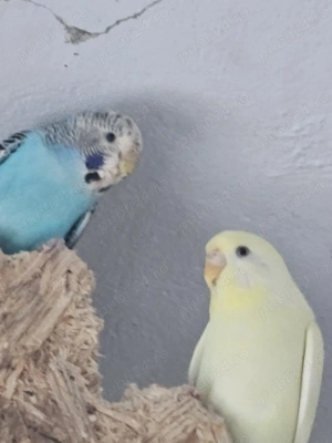 Vand ce se vede  - imagine 4 Vand ce se vede  - imagine 4