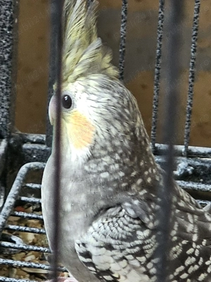 Vand ce se vede  - imagine 2 Vand ce se vede  - imagine 2