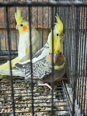 Vand ce se vede  - imagine 3 Vand ce se vede  - imagine 3