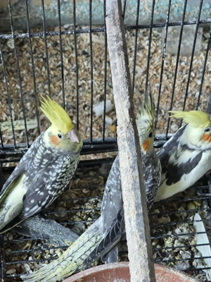 Vand ce se vede  - imagine 5 Vand ce se vede  - imagine 5