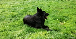 mascul ciobănesc german cu pedigree, 3 ani