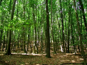 Vand padure 148000 mp