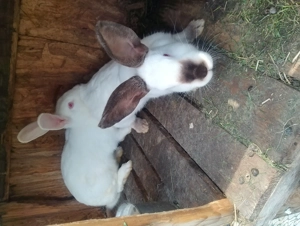 Vând iepuri californieni  - imagine 2