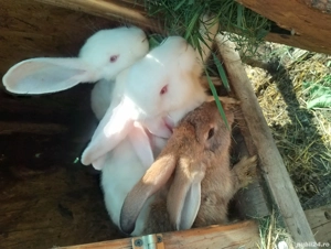 Vând iepuri californieni  - imagine 3