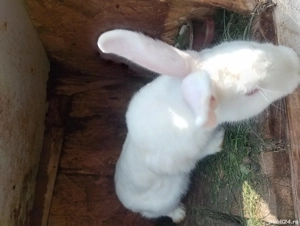 Vând iepuri californieni  - imagine 4