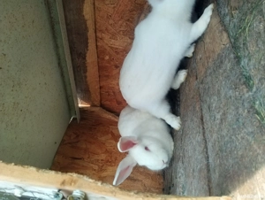 Vând iepuri californieni  - imagine 5