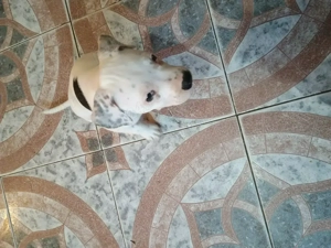 Pui Amstaff american - imagine 2