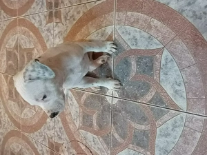 Pui Amstaff american