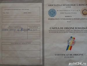  Brac german cu pedigree FCI - imagine 4