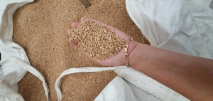 Vând grau producție 2025