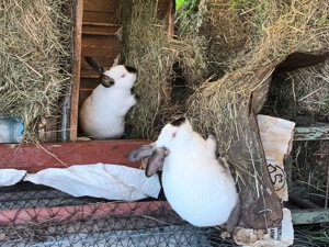 Iepuri rasa californian - imagine 2