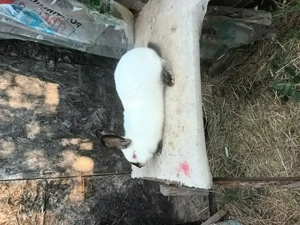 Iepuri  californian  Ph9 - imagine 2