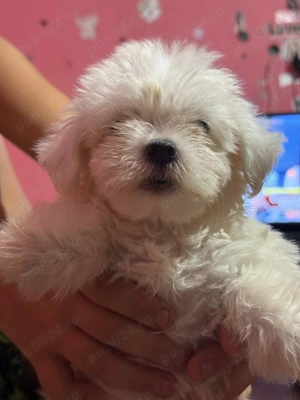 Căței bishoni vârsta douo luni