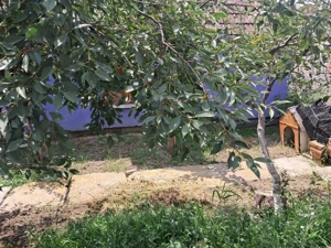 Casa singur in curte in Gusterita - imagine 9