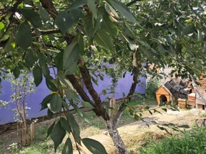 Casa singur in curte in Gusterita - imagine 8