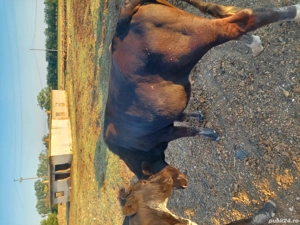 vand viței  - imagine 3 vand viței  - imagine 3