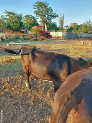 vand viței  - imagine 2 vand viței  - imagine 2