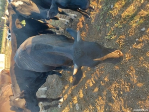 vand viței  - imagine 4 vand viței  - imagine 4