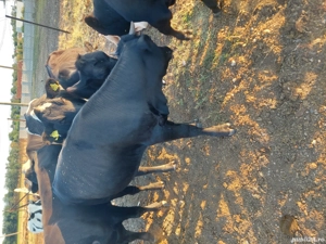 vand viței  - imagine 5 vand viței  - imagine 5