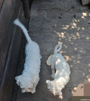 vand bichoni  - imagine 2