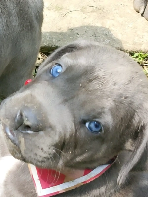 Vand 3 cateluse  pui cane corso Bleu