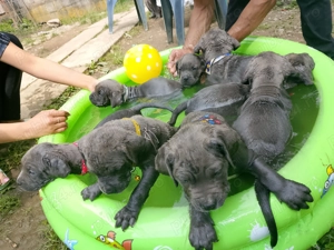 Vand 3 cateluse  pui cane corso Bleu - imagine 4 Vand 3 cateluse  pui cane corso Bleu - imagine 4