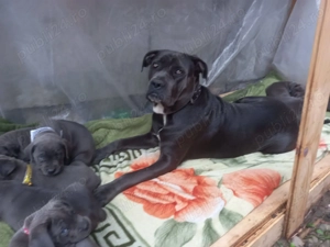 Vand 3 cateluse  pui cane corso Bleu - imagine 5 Vand 3 cateluse  pui cane corso Bleu - imagine 5