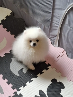 pui pomeranian talie mică - imagine 2