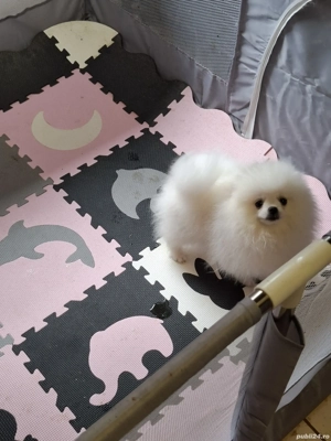 pui pomeranian talie mică - imagine 5