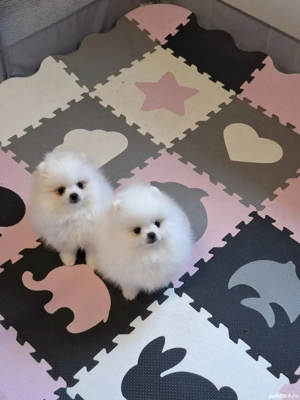 pui pomeranian talie mică - imagine 4