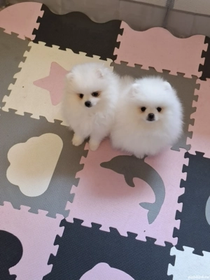 pui pomeranian talie mică