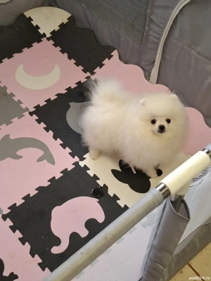 pui pomeranian talie mică - imagine 3