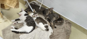 Pisicuțe salvate de pe stradă își caută cămin 