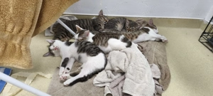 Pisicuțe salvate de pe stradă își caută cămin  - imagine 3