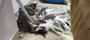 Pisicuțe salvate de pe stradă își caută cămin  - imagine 4