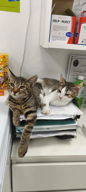 Pisicuțe salvate de pe stradă își caută cămin  - imagine 2