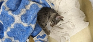 Pisicuțe salvate de pe stradă își caută cămin  - imagine 5