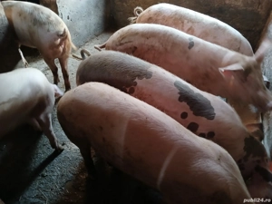 vînd porci