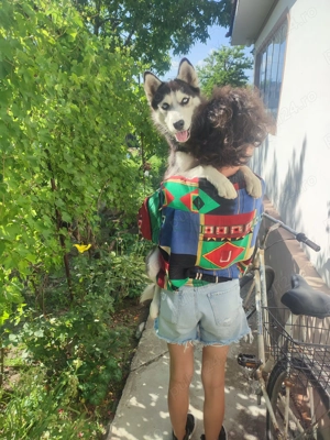 Husky siberian femela foarte cuminte și iubitoare