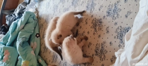 pui de pisici rogdoll  - imagine 2