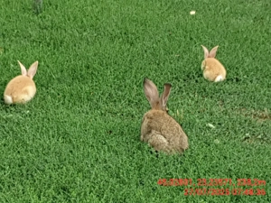 Vând pui iepuri  metis - imagine 3