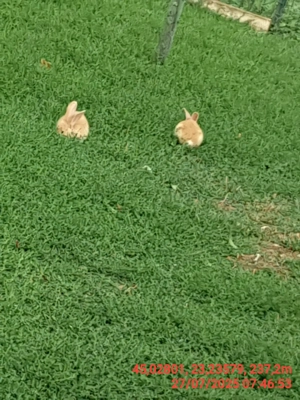 Vând pui iepuri  metis - imagine 4